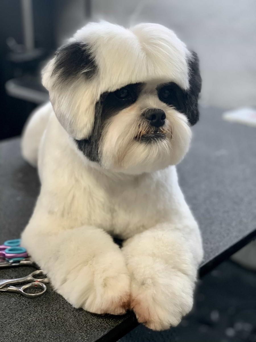 black-and-white-dog-after-grooming