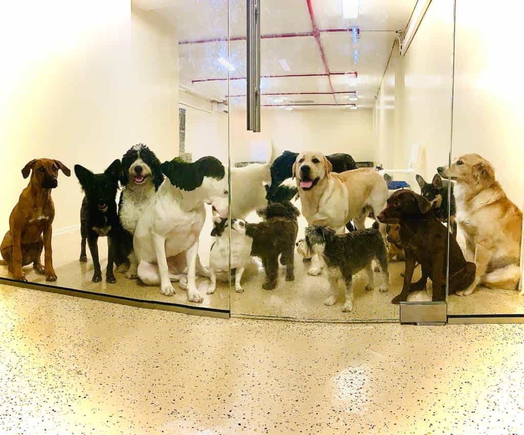 dogs-at-daycare