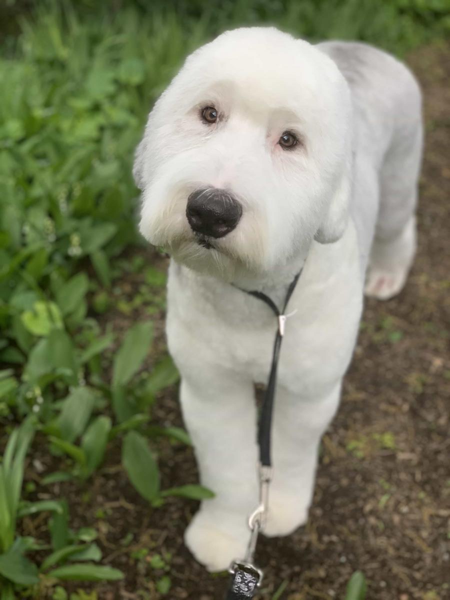 gray-and-white-dog-in-park-2