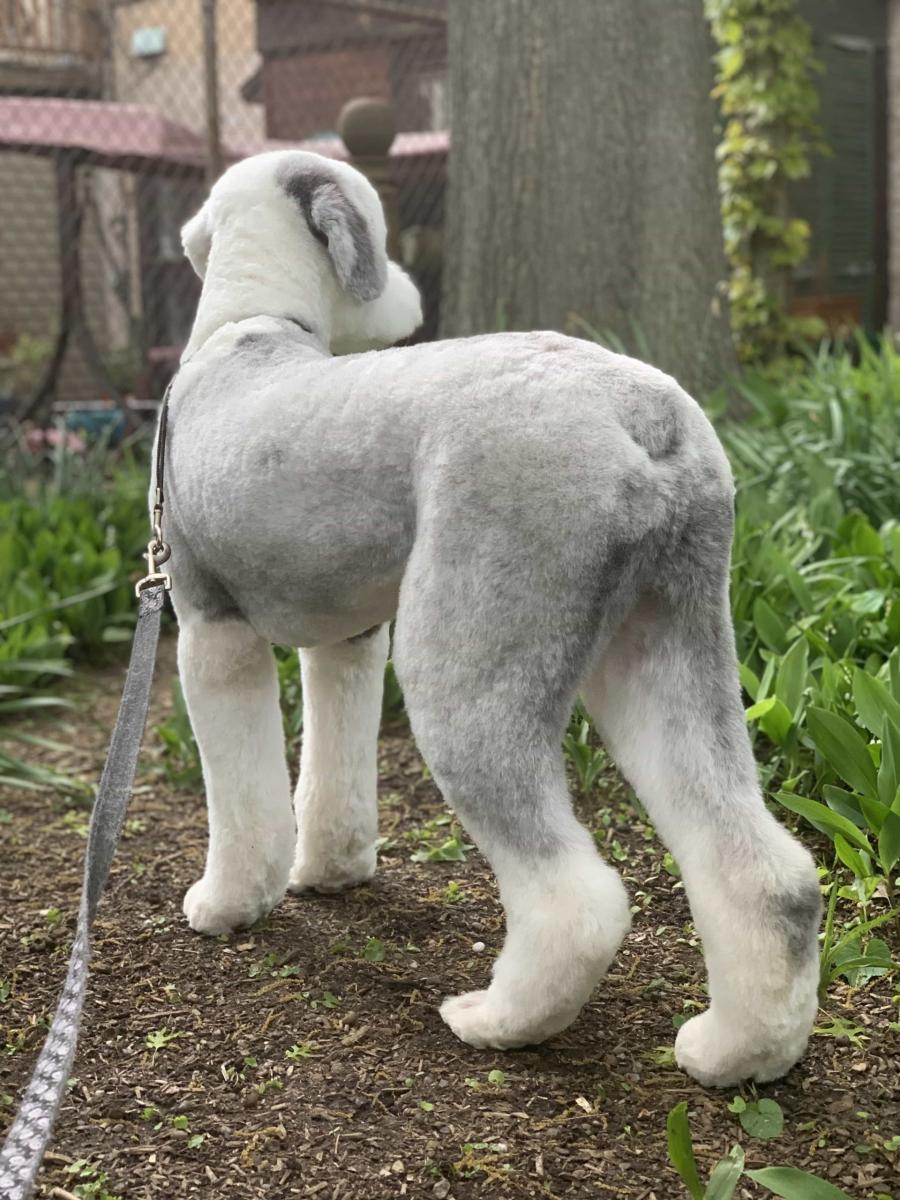 gray-and-white-dog-in-park