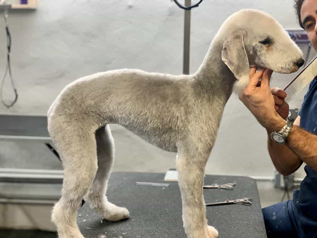 gray-dog-getting-groomed